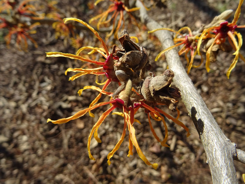 Hamamelis sp.